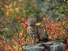 Bobcat Kitten